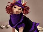 Voodoo Sphynx Massachusetts