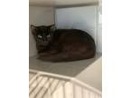 Adopt Tadow a Domestic Short Hair