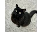 Adopt Luna a Domestic Long Hair