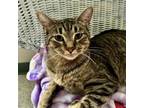 Adopt Winnie a Domestic Short Hair