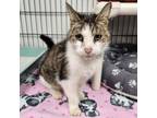 Adopt Trixie a Domestic Short Hair