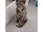 Adopt Bailey-adoption fee waived a Domestic Short Hair