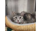 Adopt Ladybug- Adoption Fee Waived a Domestic Short Hair