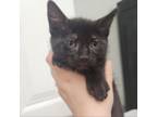 Adopt Salem a Domestic Short Hair