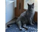 Adopt MC a Siamese