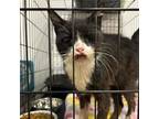 Adopt Marla a Domestic Short Hair