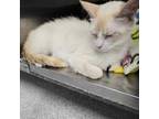 Adopt Lynx a Siamese