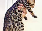 Bengal Kitten Tiger