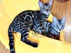 Bengal Kitten Cookie