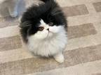 Black And White Persian Kitten