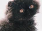 Solid Black Persian Kitten