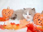 Male Seal Bicolor Ragdoll