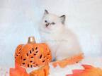 Female Seal Tortie Ragdoll