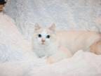 Male Flame Mink Ragdoll