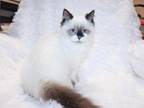 Male Seal Ragdoll