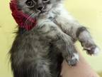 Suma Is A Bicolored Doll Face Persian
