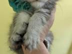 Bi Colored Doll Face Persians