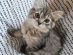 Golden Purdoll Persian Ragdoll Boy