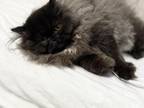 Black Smoke Persian