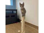 Adopt Penny a Domestic Short Hair
