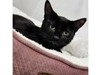 Adopt Caroline a Domestic Short Hair