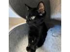 Adopt Phoebe a Domestic Short Hair