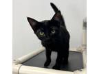 Adopt Paige a Domestic Short Hair