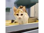 Adopt Ella a Domestic Short Hair