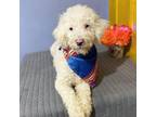 Adopt Pepper a Poodle