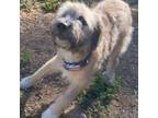 Adopt Murphy Blu a Border Terrier