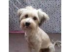 Adopt Dolly a Havanese