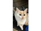 Adopt CeCe a Domestic Short Hair
