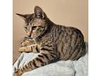 Adopt Roan a Domestic Short Hair