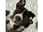 Adopt Brynn a Pit Bull Terrier, Mixed Breed