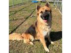Adopt Bertha a German Shepherd Dog