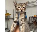 Adopt Ducky a Domestic Short Hair