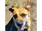 Adopt Lisa- pretty girl, likes dogs and humans! a Boxer