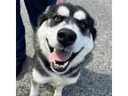 Adopt Anastasia-A2126327 a Siberian Husky