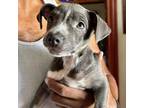 Adopt Chiquita a Pit Bull Terrier, Hound