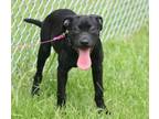 Adopt Clover a Mixed Breed