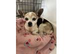 Adopt Helen a Mixed Breed