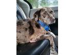 Adopt Sam a Catahoula Leopard Dog