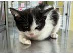 Adopt Ashrah a Domestic Short Hair