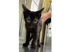 Adopt Dutches a Domestic Short Hair