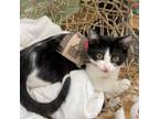 Adopt Winter (Renegade Claws) a American Shorthair