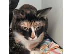 Adopt Fawn a Domestic Short Hair