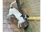 Adopt Juno a German Shorthaired Pointer