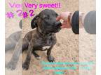 Cane Corso PUPPY FOR SALE ADN-820112 - Cane Corso puppies Arroyo Grande CA
