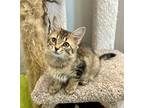 Adopt Munchkin a Domestic Short Hair