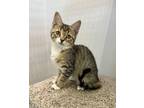 Adopt Baby a Domestic Short Hair